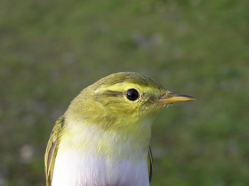 Wood Warbler, Sundre 20050728